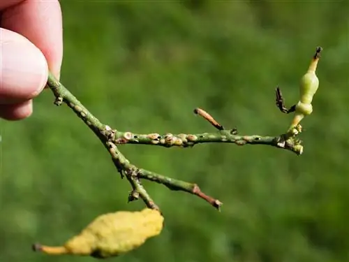 Les cochenilles sont présentes sur les plants d'agrumes - pas pour longtemps