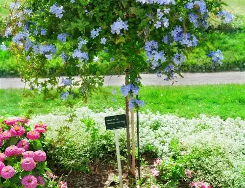 Tahání standardních stonků plumbago - zde je návod, jak to udělat