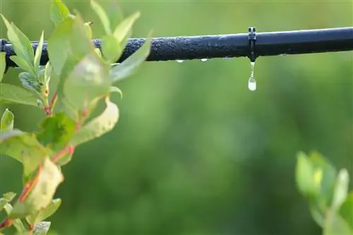 watering blueberries