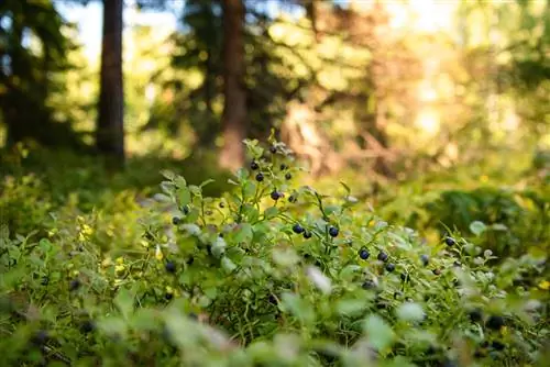 The origin of the blueberry: Europe or North America?