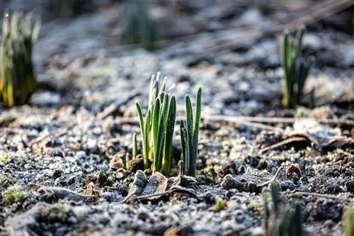 potting lupa-frozen