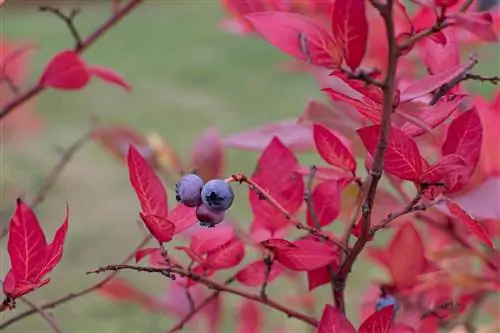 Apabila daun blueberry menjadi merah