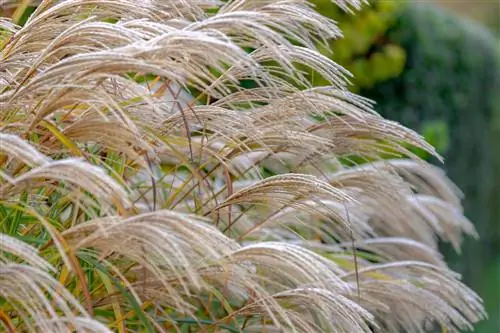 miscanthus เปลี่ยนเป็นสีเหลือง