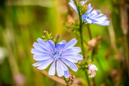 Florile de cicoare