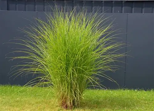 Puntas marrones sobre Miscanthus: eso es lo que hay detrás