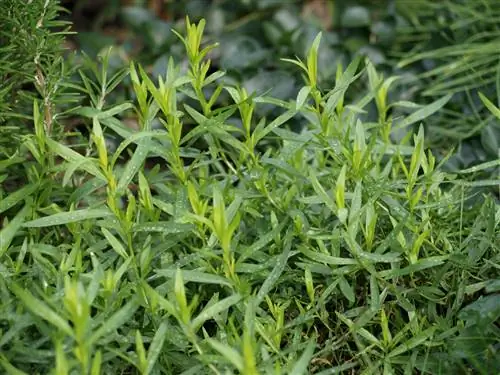 tarragon-መርዛማ