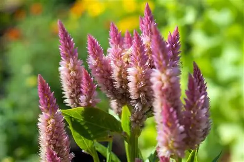 Celosia ztrácí barvu