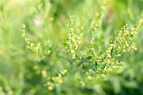 namumulaklak ng tarragon