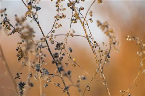 Tarragon - siemenet