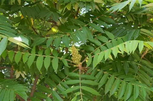 ¿Árbol del cielo o árbol de vinagre?