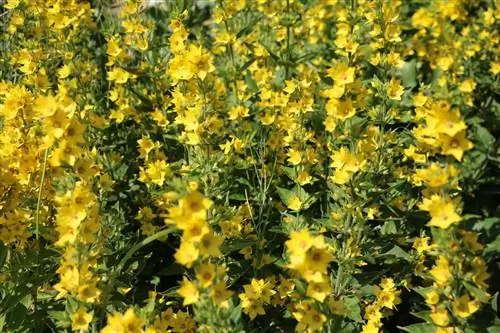 Loosestrife cu omizi