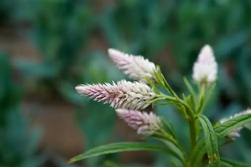 feather bush dahon dahon nakasabit