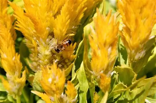 Celosia - bivänlig eller inte?