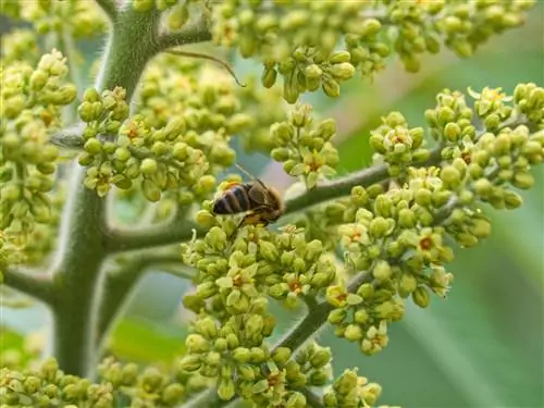 abejas del árbol de vinagre