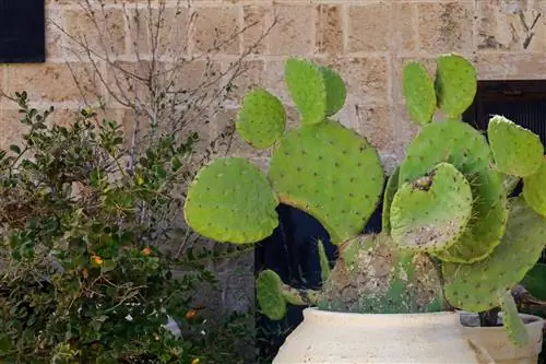 prickly pear-cactus-doesn't bloom