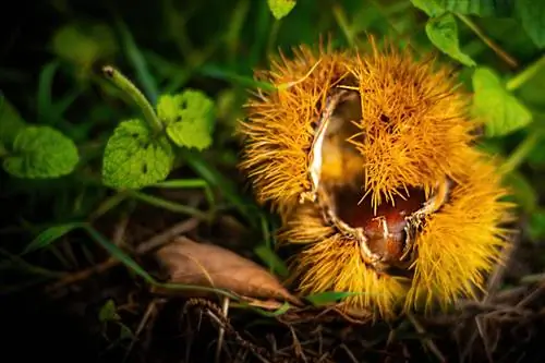 Chestnut has empty fruits