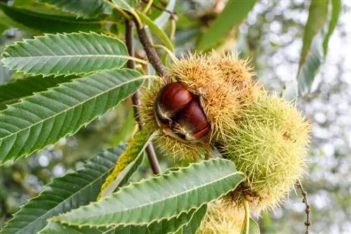 söta kastanj-gula-blad