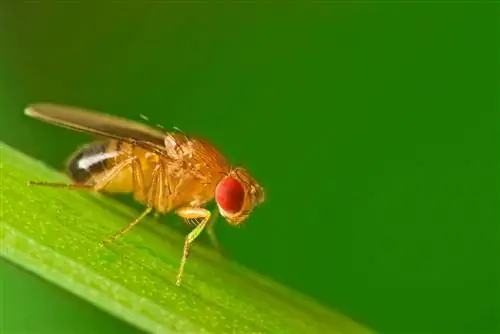 quanto vivono i moscerini della frutta