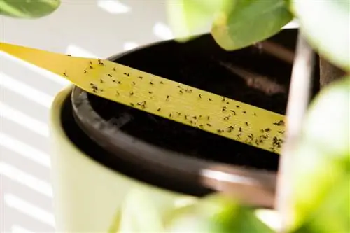 Moscas de la fruta en la ventana