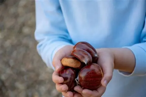 manger des châtaignes crues