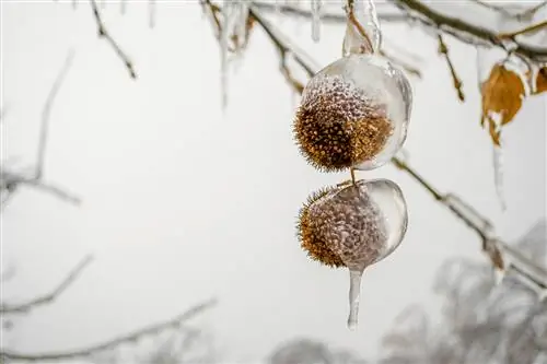 Kastanje - winterhard of niet?