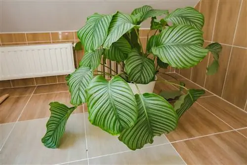 Calathea si dekorim me gjethe në banjë