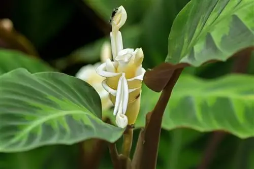 lá calathea mượt như nhung