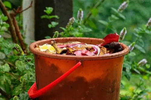 lalat buah di tempat sampah