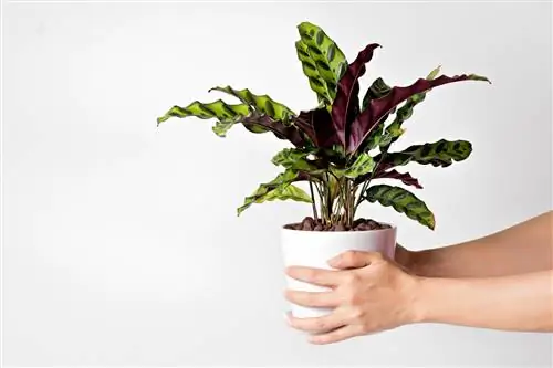 Lub ntsiab lus ntawm Calathea hauv cov lus cog