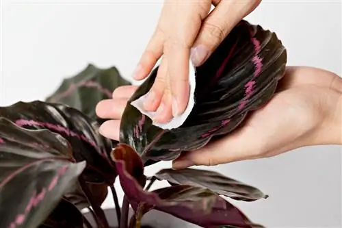 Calathea leaves sticky due to lice