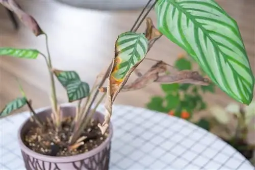 calathea white dots