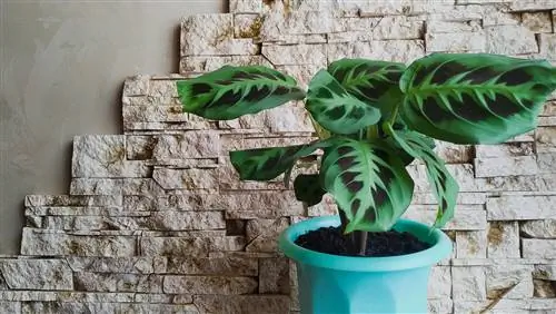 calathea-düşük ışık