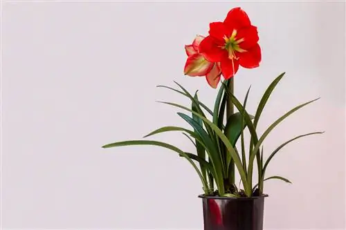 clivia сыяктуу өсүмдүктөр