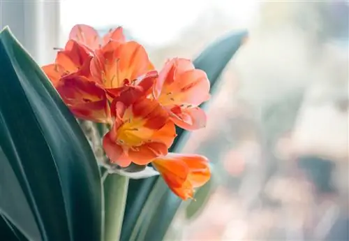 Clivia trong phòng khách: Chỉ tạm thời thôi, nhưng được chăm sóc chu đáo