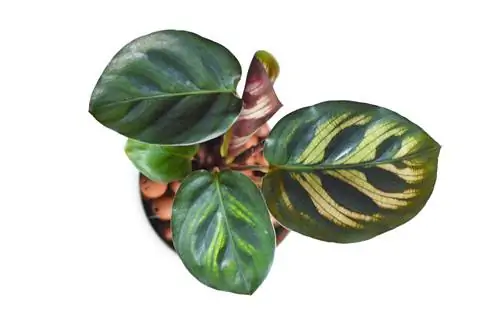 hidroponia calathea