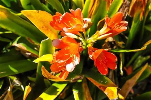 Cắt lá clivia