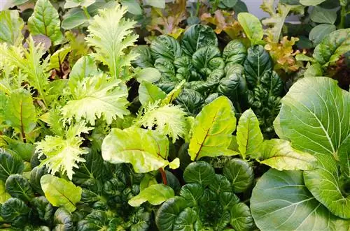 Couve chinesa cultivada em casa: são bons vizinhos