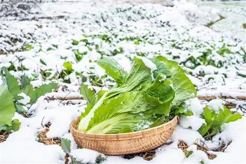 Chinese cabbage tolerates frost