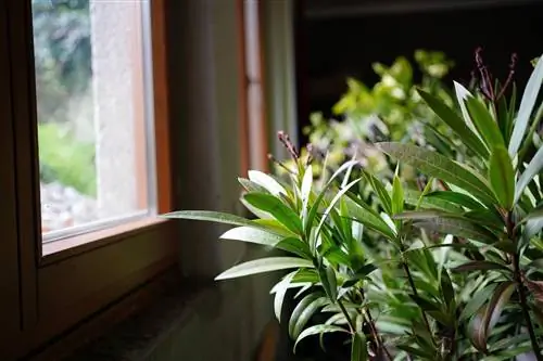 Oleander talvitas siseruumides