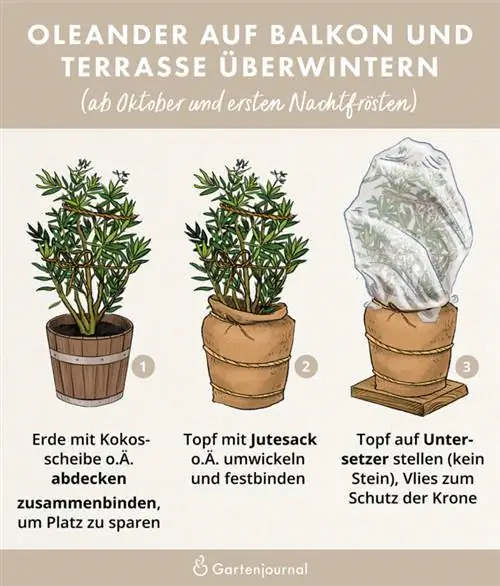 Illustration showing how oleander is overwintered outdoors.