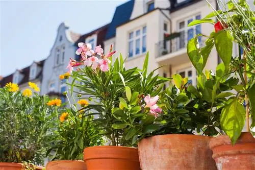 Oleander på balkongen