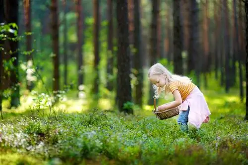 Hvor vokser blåbær?