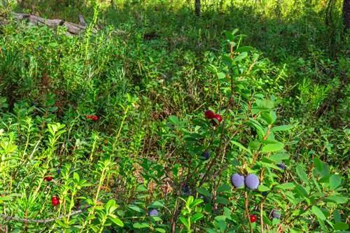 Grow blueberries in a mixed culture