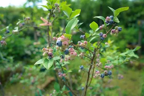 Tenho que cultivar mirtilos em uma treliça?