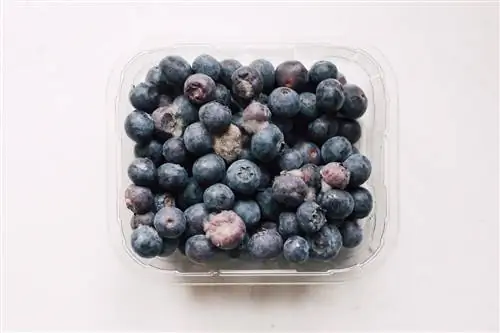 Jamur pada blueberry - apa yang harus dilakukan?