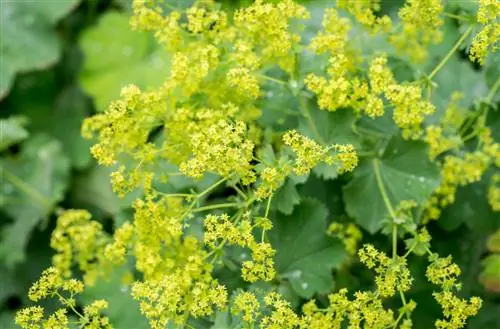 lady's mantle snails