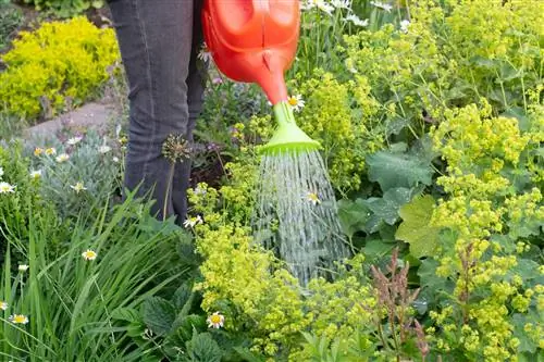 L'alchémille qui s'effondre : un problème courant au jardin