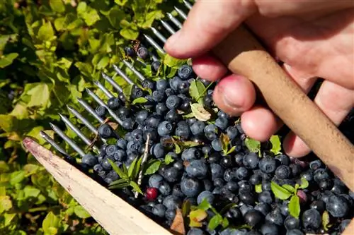 Separate blueberries from leaves