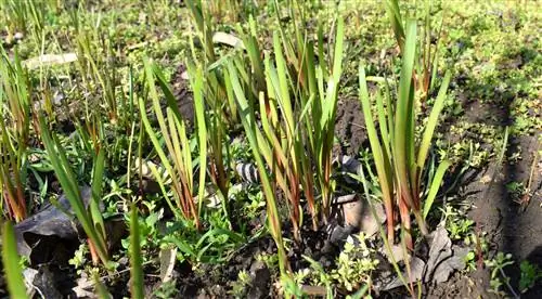 Ail des ours - Existe-t-il des herbes similaires ?