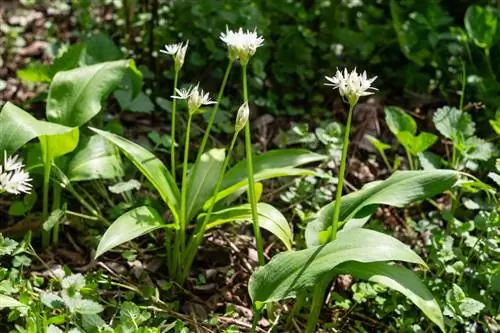 fertilizante de ajo silvestre